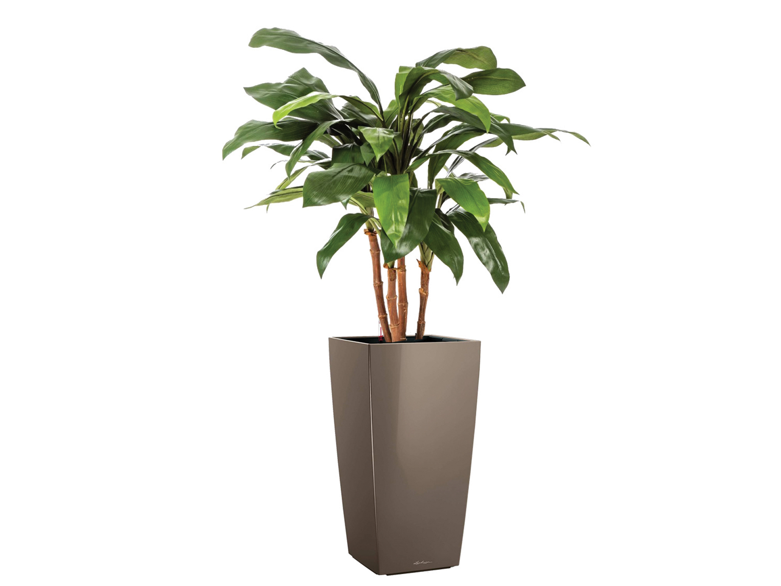 Kunstpflanze Cordyline 90 cm ohne Topf