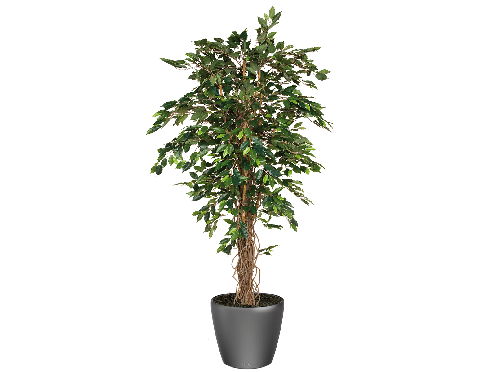Kunstpflanze Ficus Benj. 230 cm o. Topf