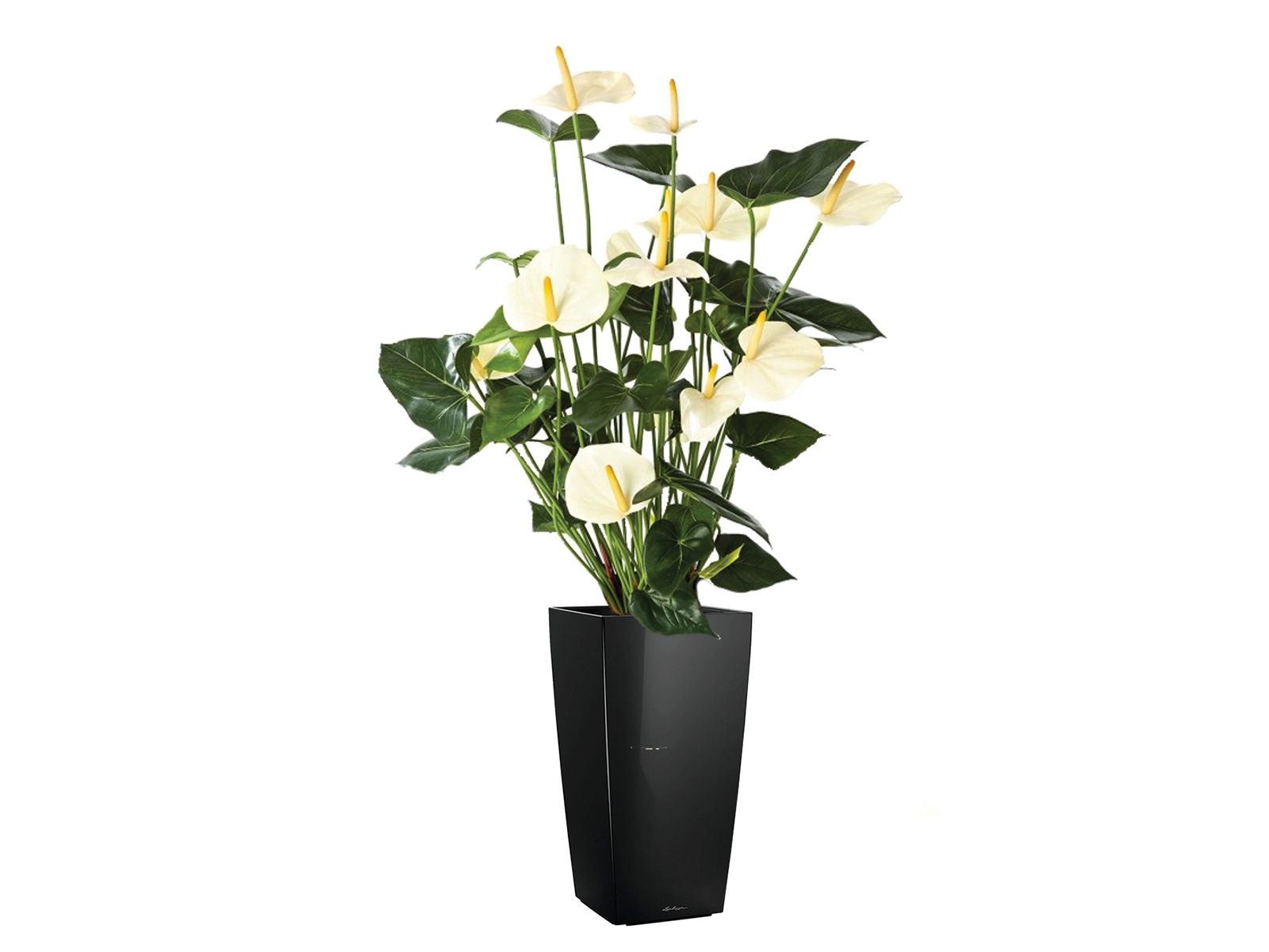 Kunstpflanze Anthurium 78 cm ohne Topf