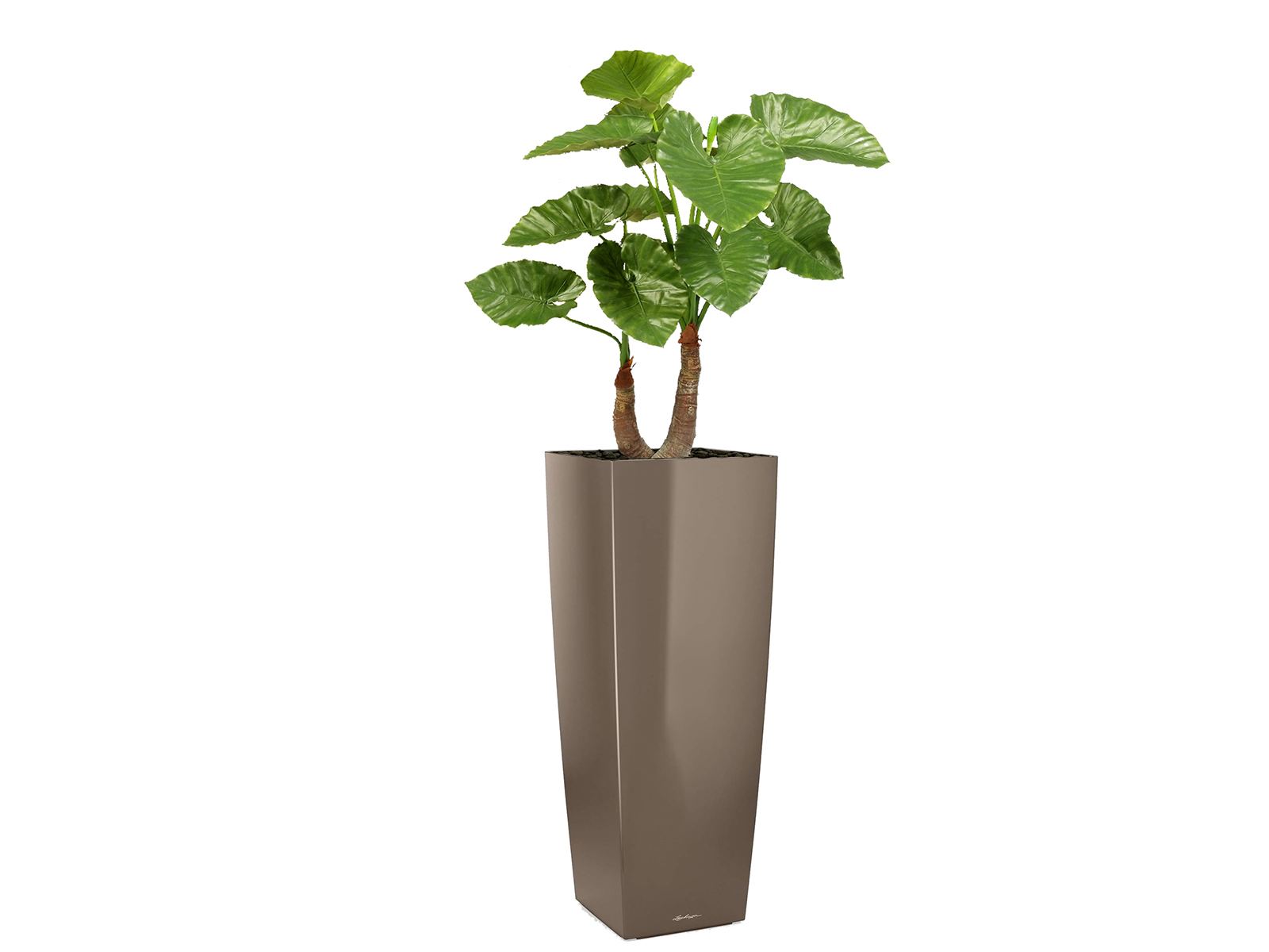 Kunstpflanze Amocasia 100 cm Topf