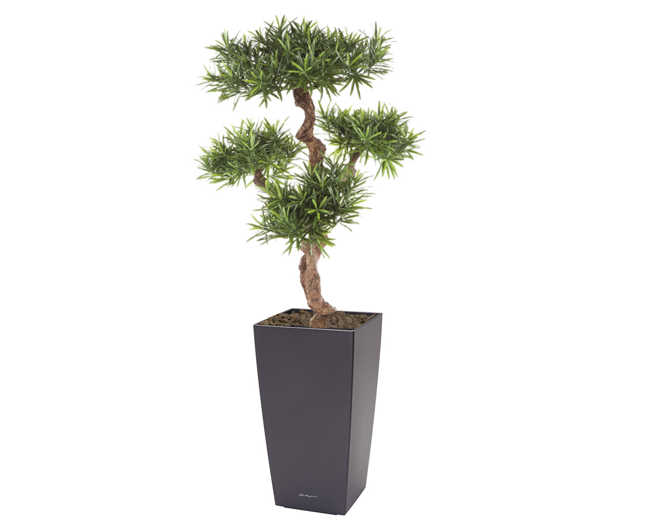 Kunstpflanze Podocarpus 1,40m Cubi